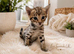 Stunning Kiwanga Pedigree F2 & F3 Savannah Kittens