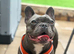 Azzuri (Zuri) 5 year old female French bulldog