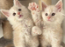 Stunning litter of Maine coon babies