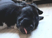 JAPANESE AKITA X STAFFIE PUPS