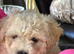 Beautiful Toy Poodle Girl
