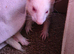 Albino Jill