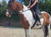 16.3 Skewbald Anglo European Mare