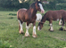Outstanding 15’1hh gelding
