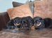 Beautiful rottweiler puppies ready now!