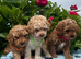 Cavachon x toy poodle who puppies