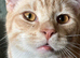 British shorthair X
