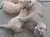 Chunky BSH kitten PET ONLY