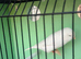 Hi canary&rsquo;s for sale