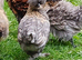 Frizzle x Silkie bantam pullets