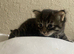 Fluffy and sweet kittens