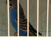 Proven Pair of Black Wing Budgies