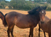 3 new forest mares and filly