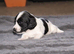 Beautiful Cocker Spaniel Puppies