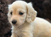 KC reg, English cream Miniature Dachshund puppies