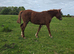 Chestnut 2yr old