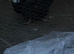 Pair of female ducks