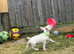 English bull terrier pup