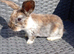 Last baby mini lop cross lionhead!