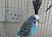 Budgies in London
