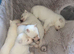 Siberian husky puppies