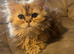 Fluffy Persian 1 girl left