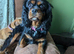 KC registered King Charles cavalier bitch