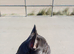 Female frenchie