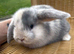 Gorgeous mini lop babies - ready to reserve