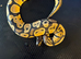 3 Ball pythons