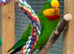 Pair of barrabands