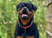 Male puppy Rottweiler