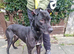 Lurcher pup for sale
