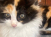 Adorable super fluffy calico kittens ready to be homed