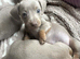 BEAUTIFUL MINIATURE DASHCHUND PUPPIES, KC REGISTERED