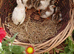 Guinea fowl keets