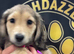 Long haired mini dachshund puppy ready to leave