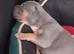 Staffordshire bull Terrier/American Staffy Puppies