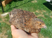 Rosetta coturnix quail