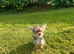 2 female yorkies ready for their forever home