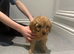 Cavapoos
