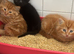 3 male kittens ready for their new new homes