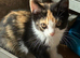 Beautiful Kittens