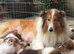 15 weeks old sable rough collie