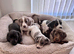 Miniature dachshund