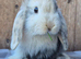 Mini lop babies ready now