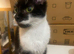 Female cat needs rehoming