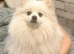 KC reg Pomeranian