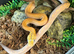 Cb26 SD purple golden child tiger reticulated python female
