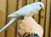 White quaker